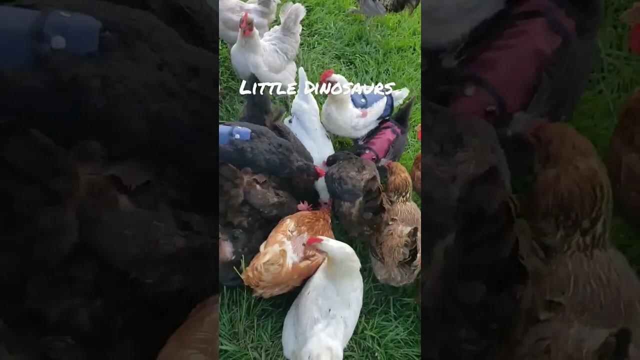 Not A Pile You Want To Be At The Bottom Of #chickens #chickenlife #homesteading #shorts