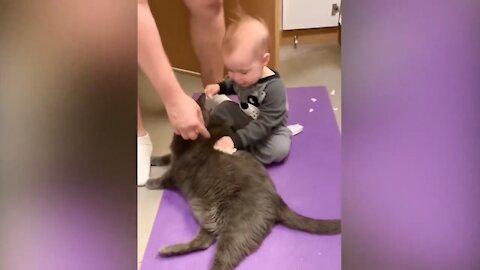 Funny Cats Trolling And Playing With Babies