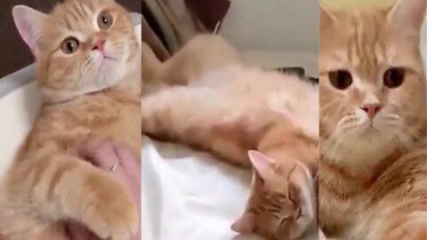 Baby cat cute funny moments | cat funny sleeping | pets video