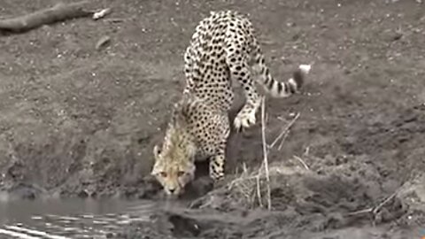 Crocodile Attacks Unsuspecting Cheetah Cub