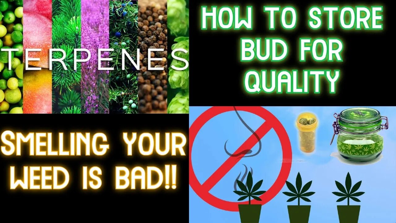 Strong Smelling Bud Loses Quality Faster! Preserve Terpenes, THC, Resin for long/short term storage