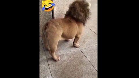 funny videos 🤣Funny dog video🤣 /#shorts