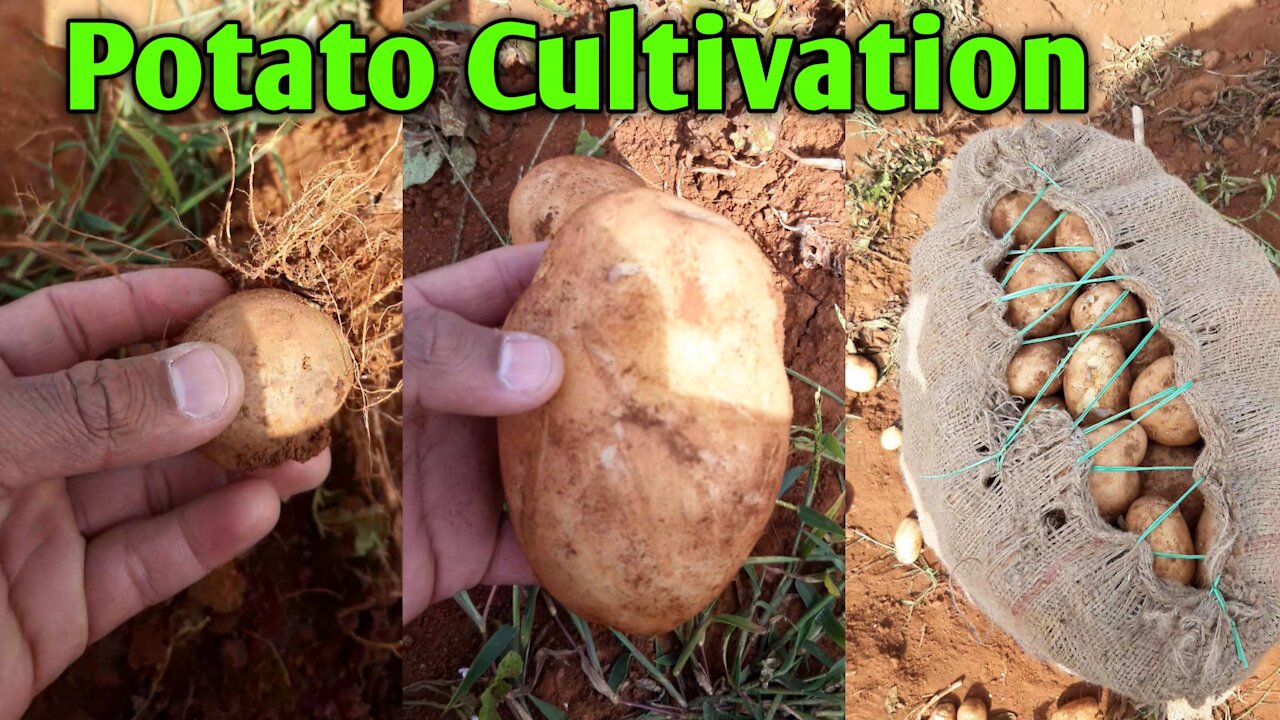 Potato Cultivation 🥔