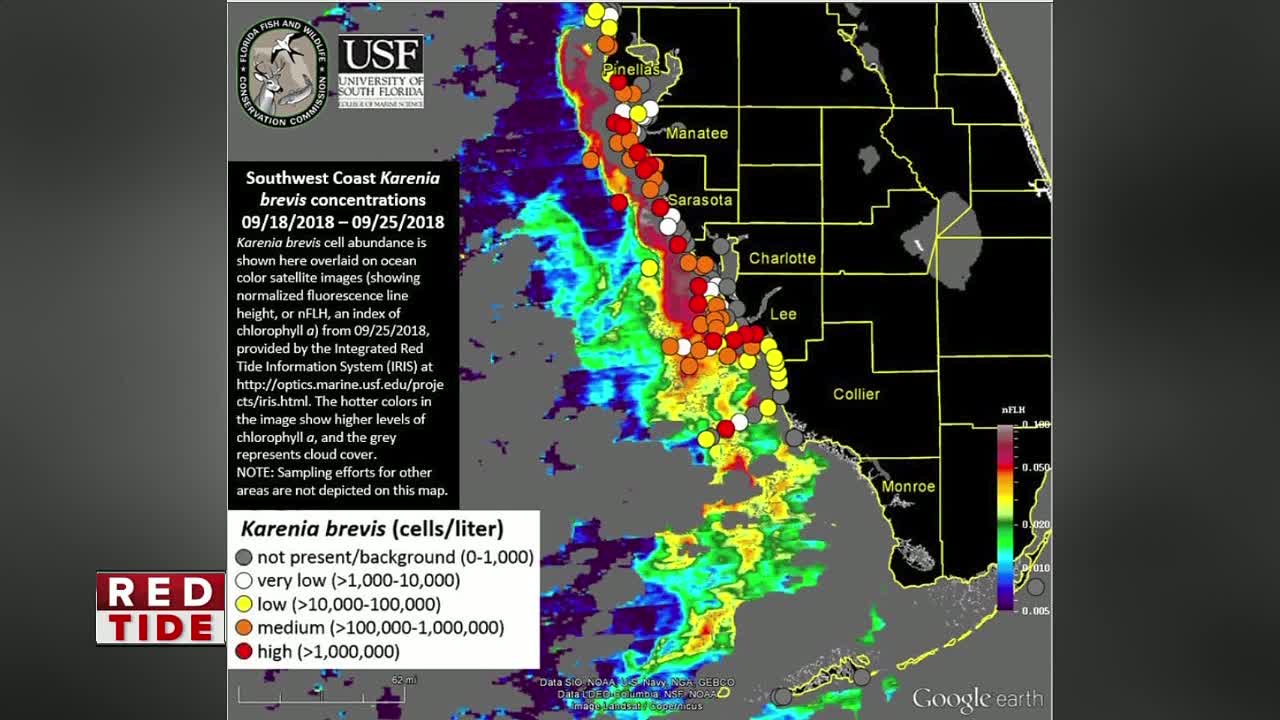 High concentrations of Red Tide remain off coast of Pinellas, Manatee and Sarasota Counties