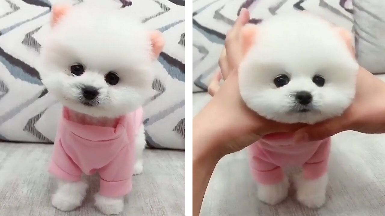 Cute Adorable Pomeranian Playing...