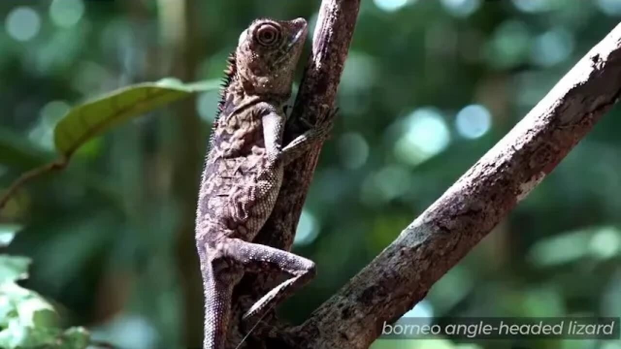 2 Borneo Death Blow Full Documentary