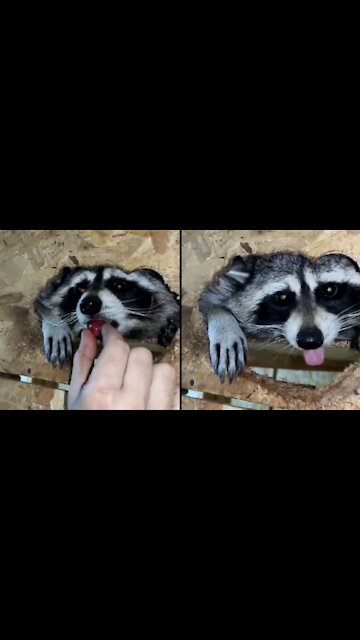 Raccoon eats berries from the hands of the mistress
