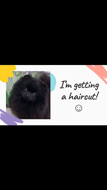 Adorable Pomeranian Dog, Getting a Haircut