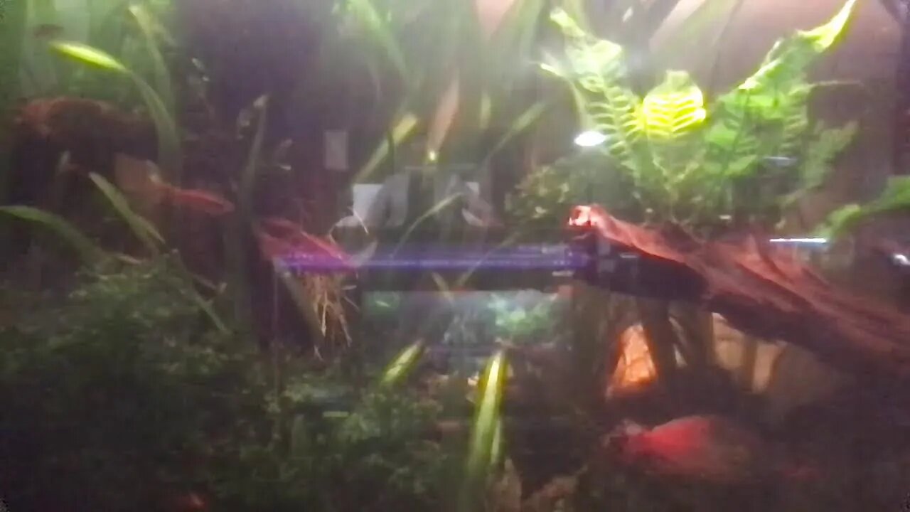 Amazon River Orinoco Aquascape biotope aquarium live stream