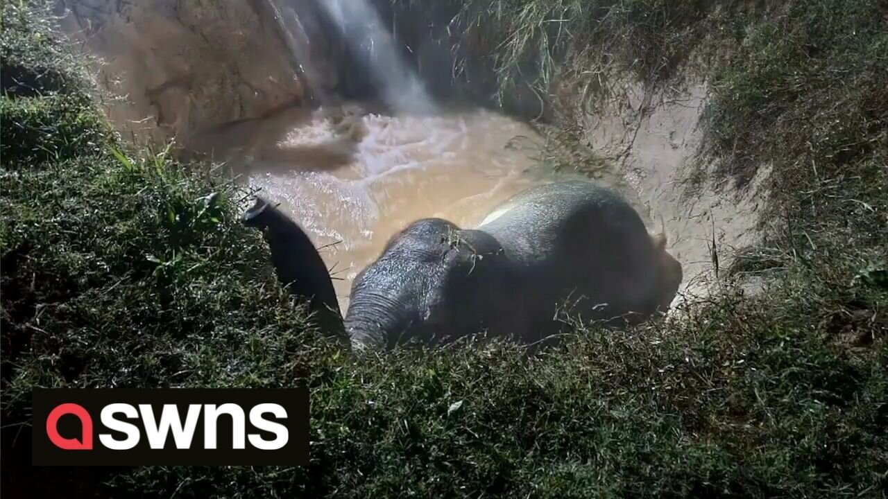 Forest rangers save an elephant stuck in a hole by filling it with water until it floated to the top