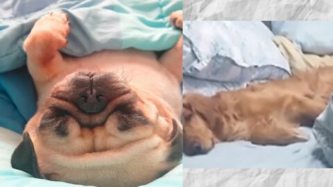 Watch how dogs sleep like humans