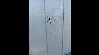 These spiders are crazy cool.