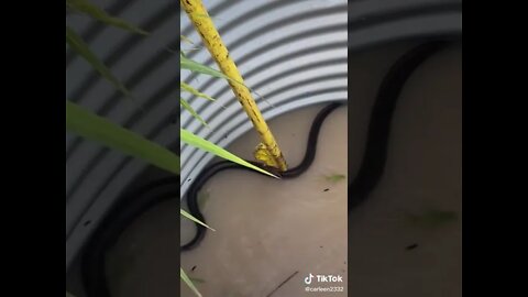 A snake gives a ride to frogs, mice, and a beetle during the Queensland flood