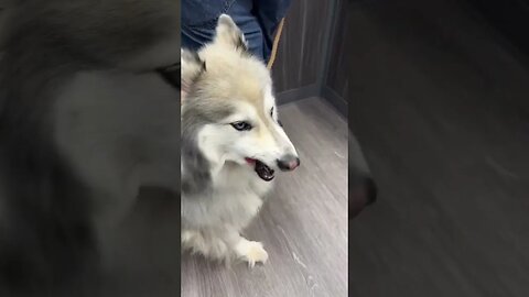 Our sweet Husky dog (Pax) #shorts