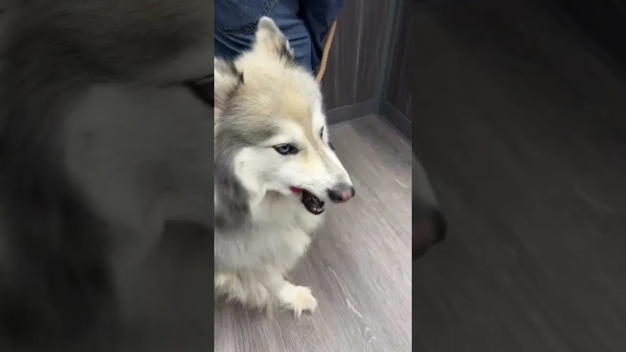 Our sweet Husky dog (Pax) #shorts