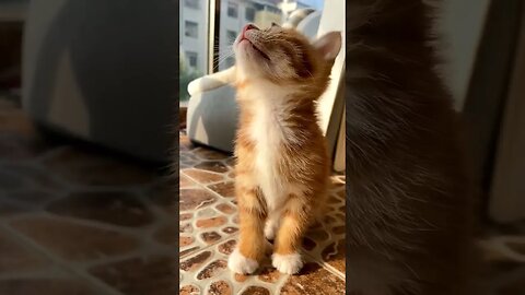 So Cute baby cat 🐱😽|| #shorts #shortsfeed #youtubepets_&_animal