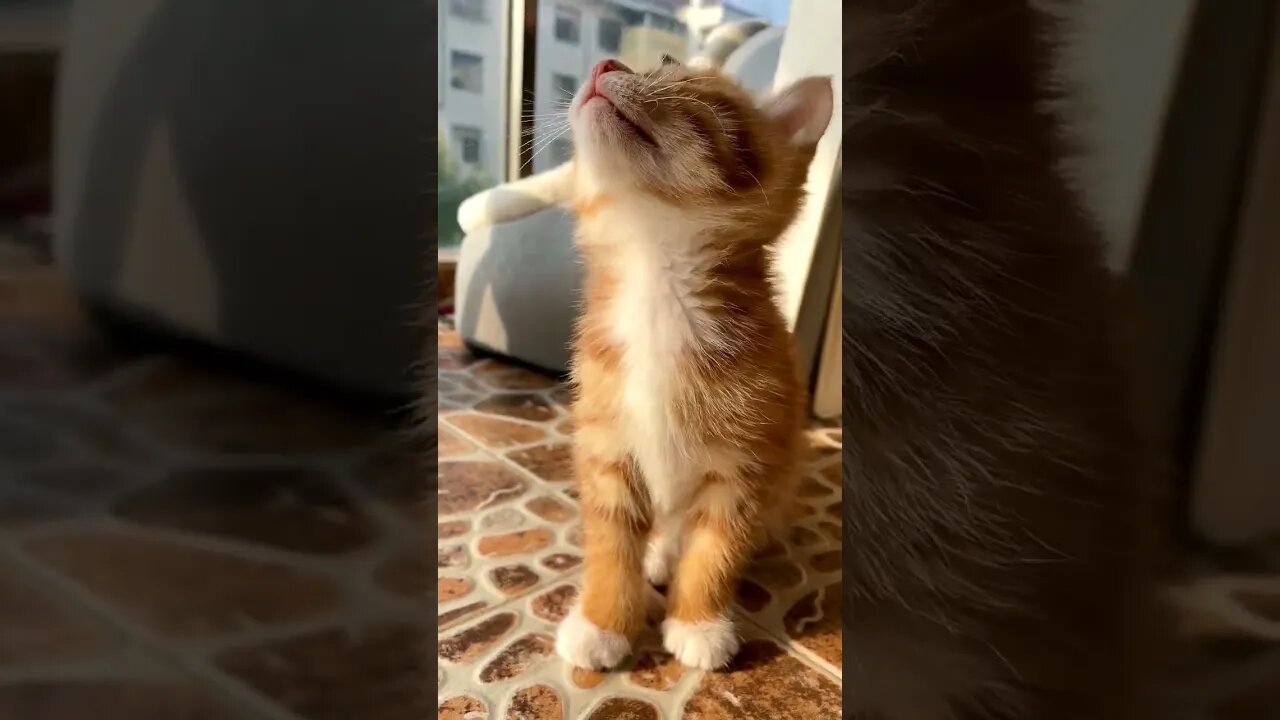 So Cute baby cat 🐱😽|| #shorts #shortsfeed #youtubepets_&_animal