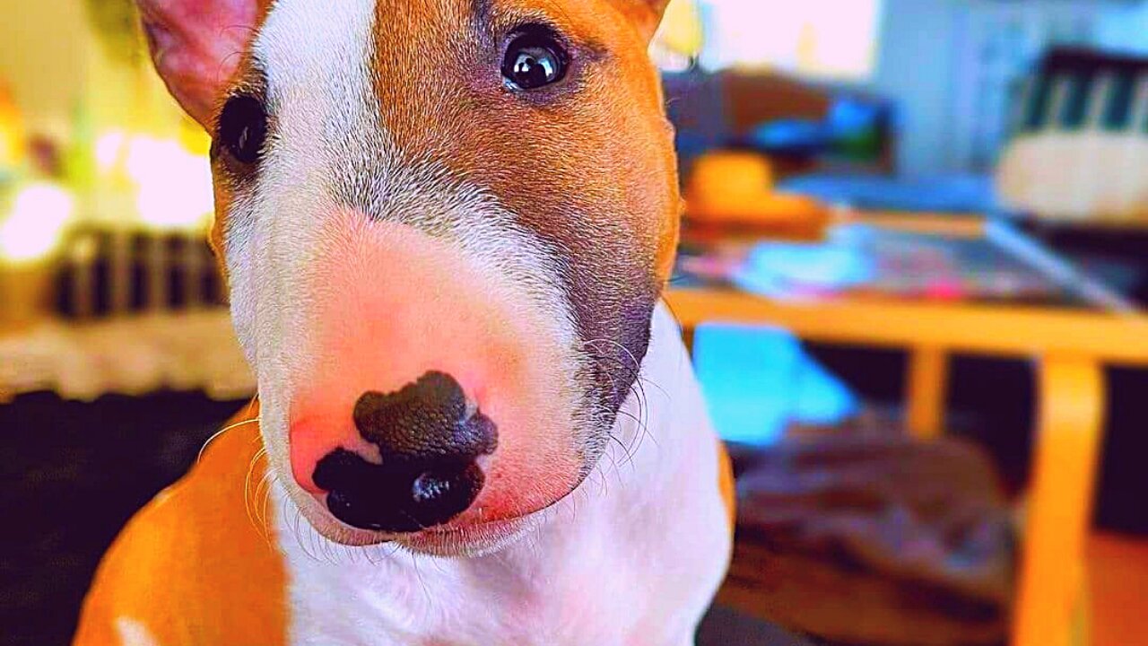 Bull Terrier - Funny Dogs #88