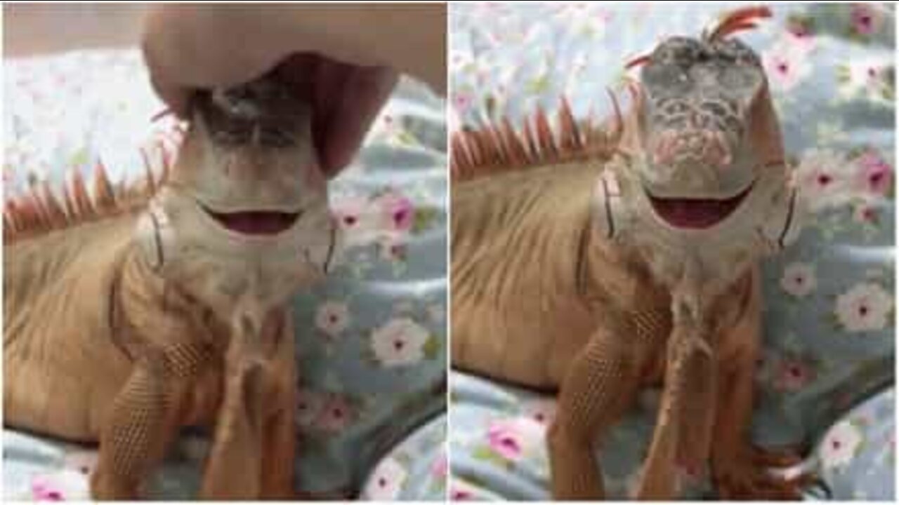 Esta iguana sorri sempre que recebe carinho