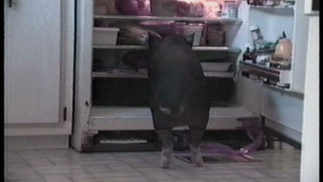 "Pig In Refrigerator Pulls Out - Bacon!"