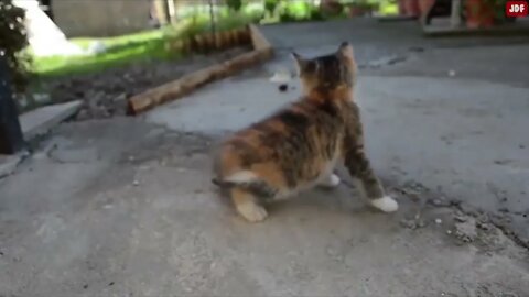 8 Odd Cat Behaviors Explained