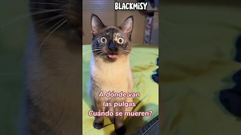 Humor con gatos Ayúdame hacer una tarea