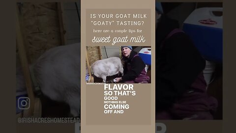 Raw goat milk shouldn’t taste like a goat!