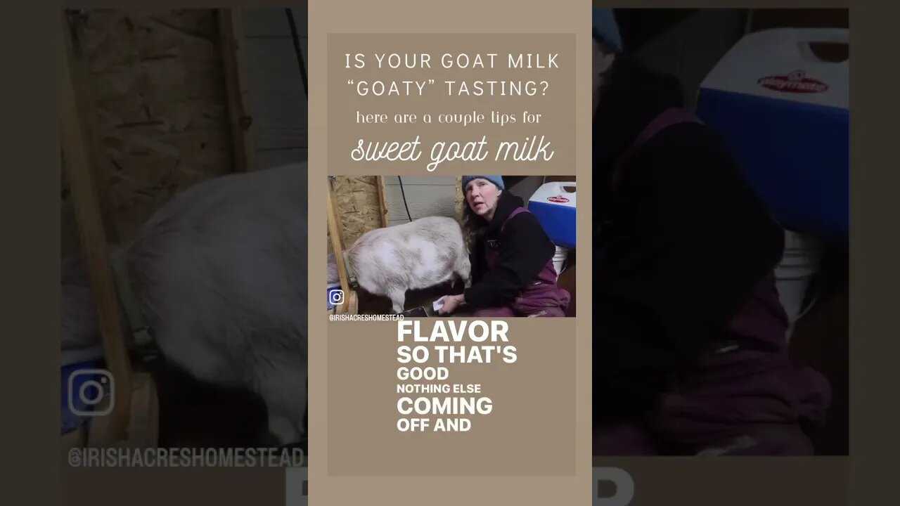 Raw goat milk shouldn’t taste like a goat!