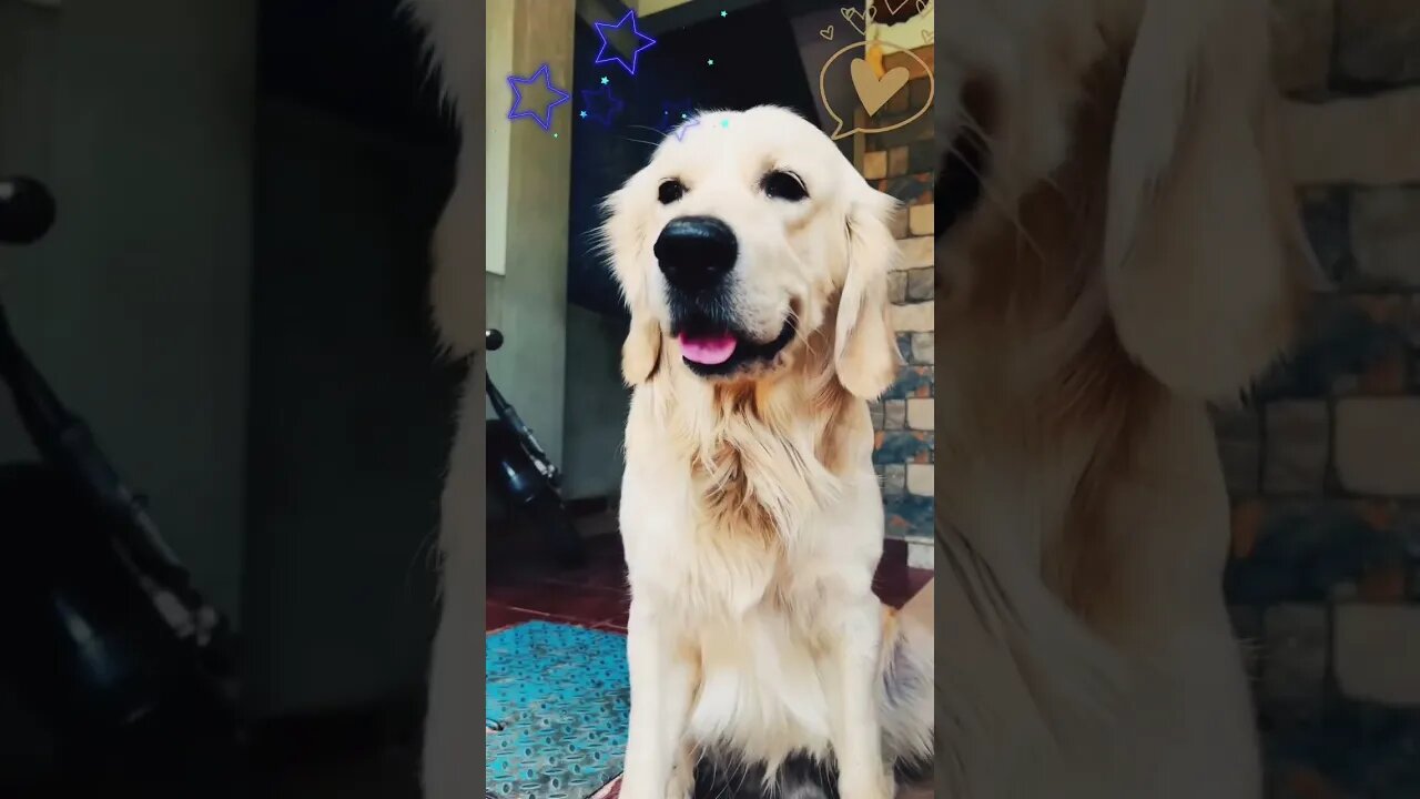 😤 #goldenretriever #shorts