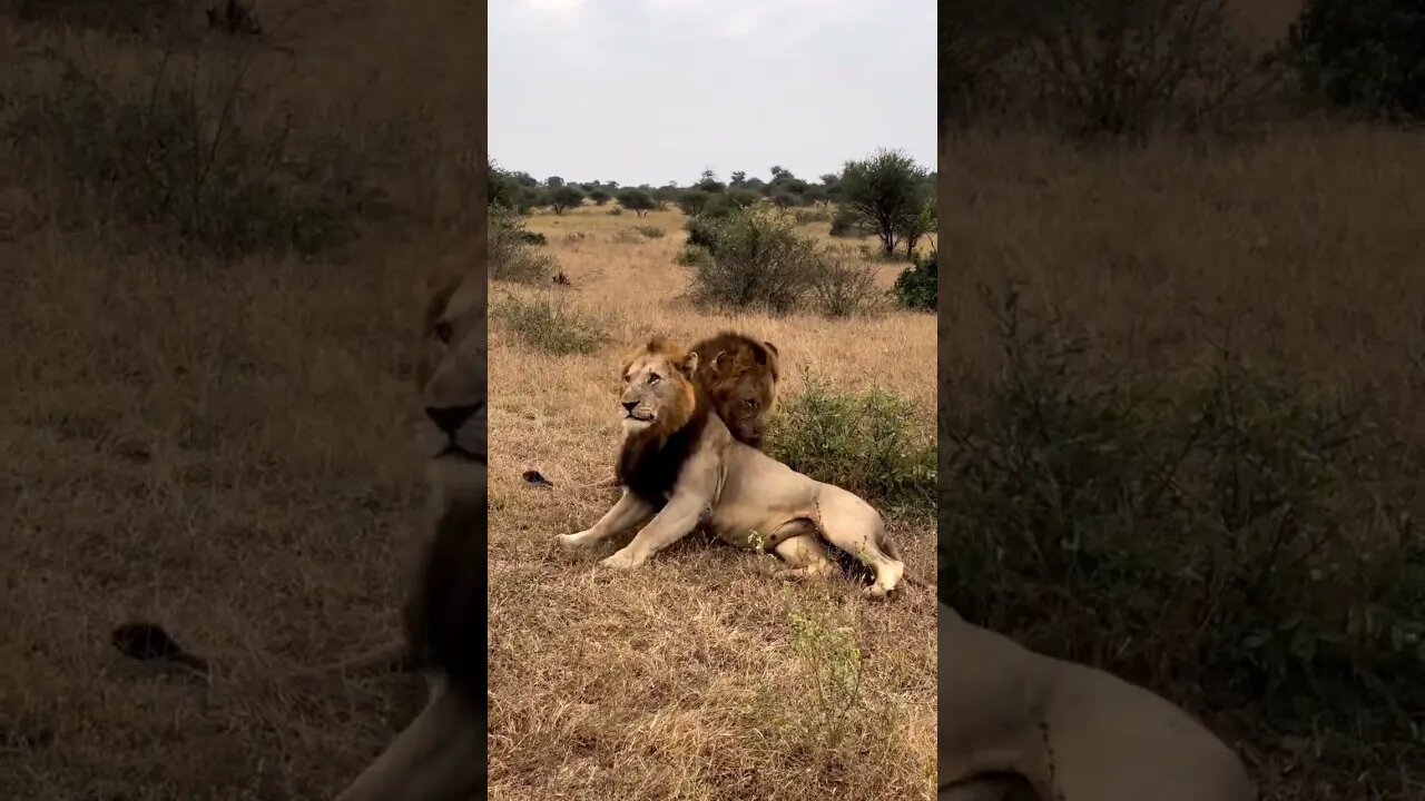 Lion brothers grow up over the years #animal #lion #shorts #shortvideo #viralvideo #trending