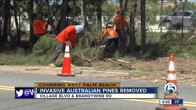 Invasive trees removed