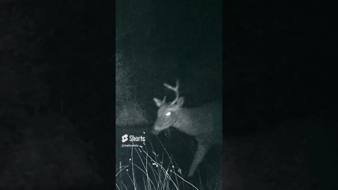 Buck Deer In Florida swamp