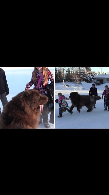 The Giant dog always welcomes Neighbor babies, coming from school