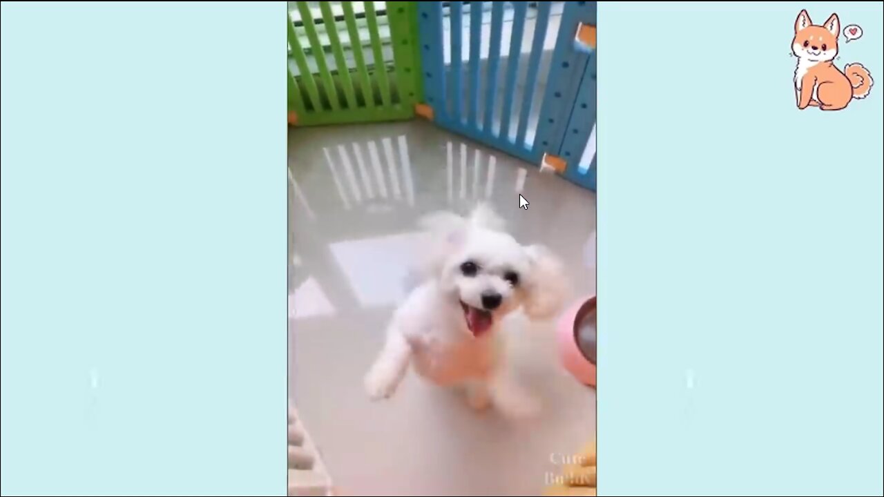 DOGS - Funny Dogs Videos