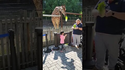 Giraffe eats little girl.