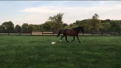 Gallina faraona insegue un cavallo al galoppo