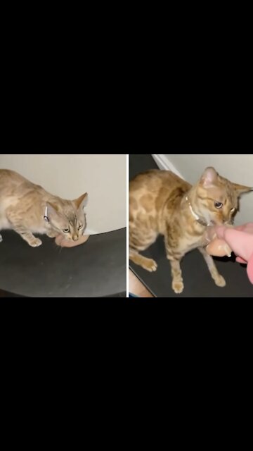 Mischievous Cats Steal Chicken Breast From Their Owner