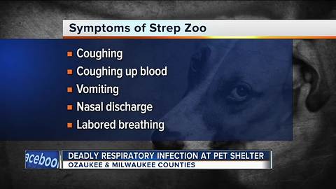 Two dogs test positive for "Strep Zoo" Wisconsin Humane Society - Ozaukee Campus