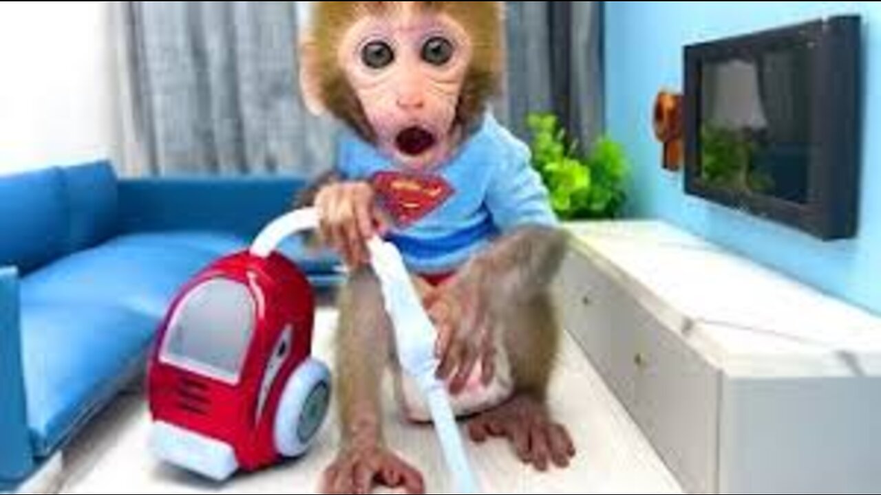 Monkey Baby Bon Bon eats watermelon with ducklings and plays with puppies in the garden