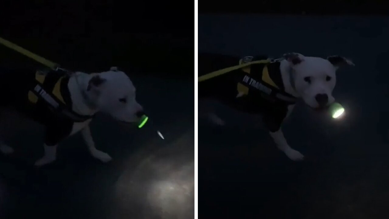 Smart doggy brings flashlight for night walks