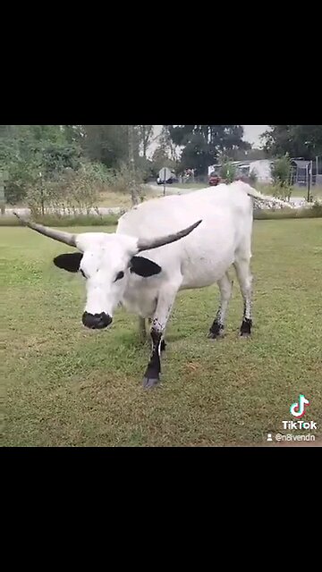 Shitty Cow the Escape Artist
