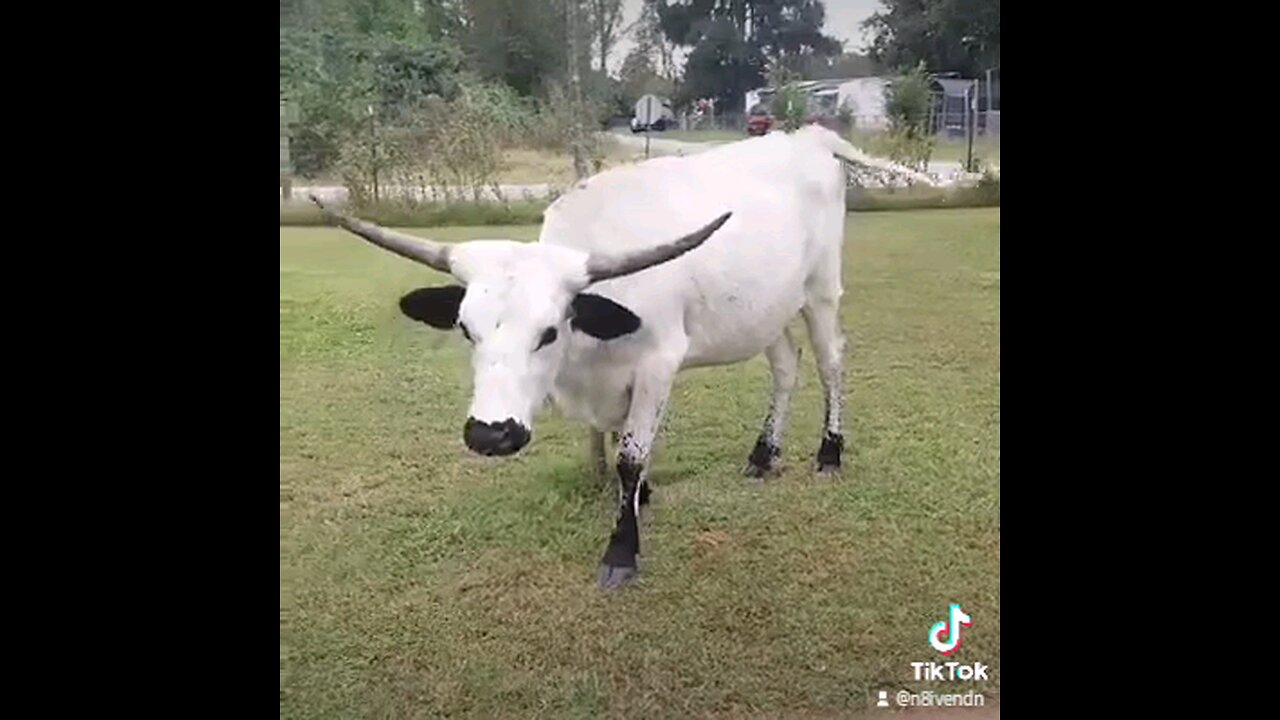 Shitty Cow the Escape Artist