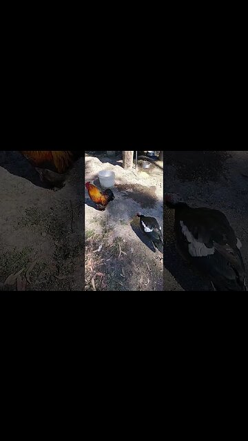 Some yard Chickens, Pekin crosses, Bantams and some Ducks #chickens #ducks #roosters #bantams