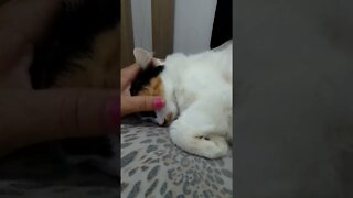 Minha gata tem felv