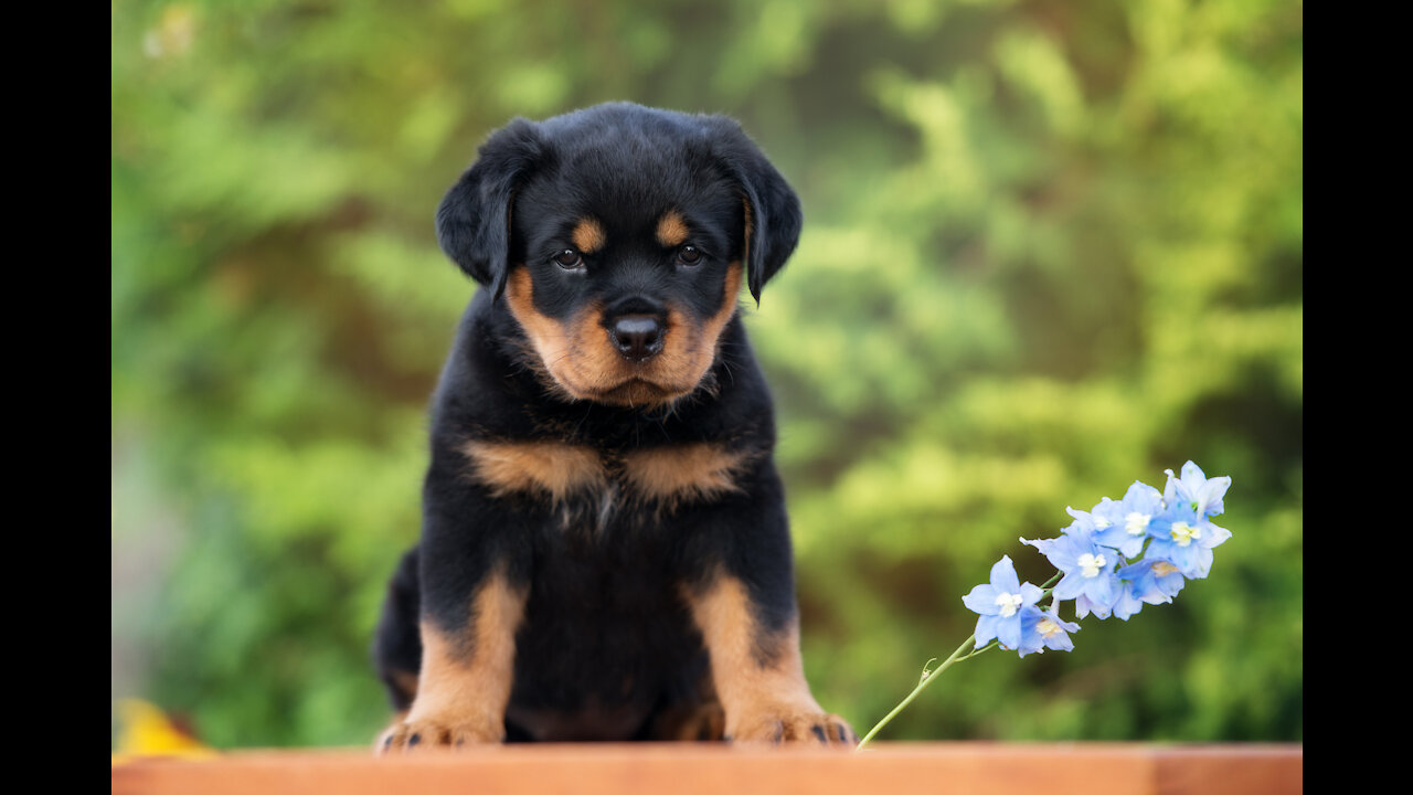 Cute Rotwiller Puppy Video / Rotwiller Puppy Video