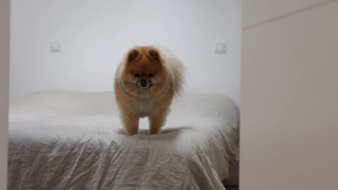 Cute Doggy😍