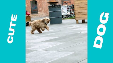 Dog running towards its owner.
