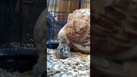 The secret lives of baby sebright chicks