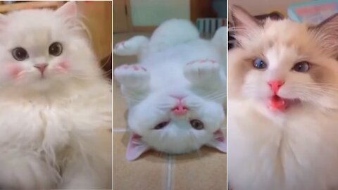 Cute Cats 😍 Best Funny Cat Videos 2021 😊😭