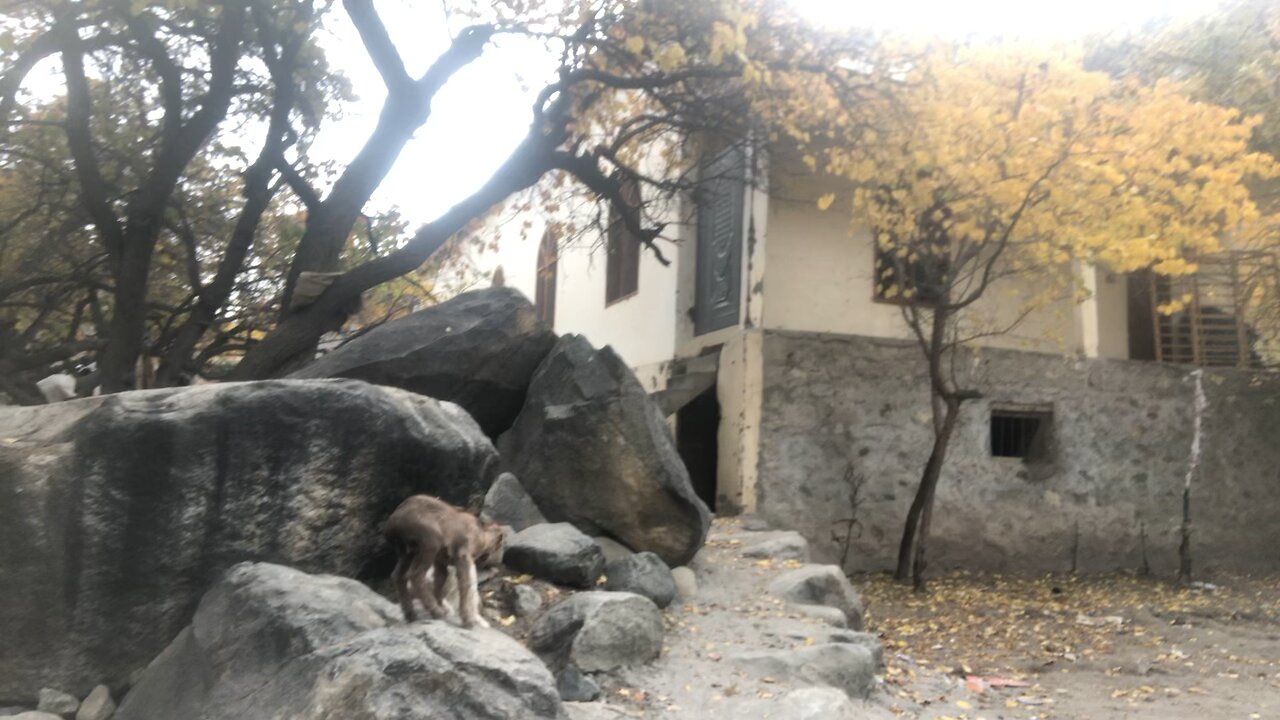 "Tiny Goat's Evening Slumber"